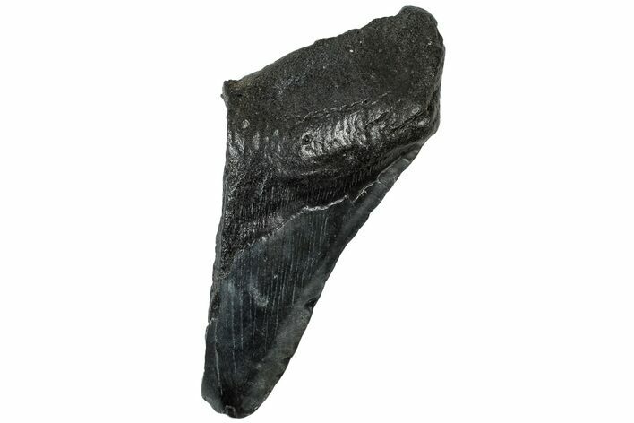 Partial Fossil Megalodon Tooth - South Carolina #307690